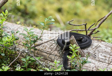 Schöne schwarze gemeinsame Viper (Vipera berus) in einem natürlichen Lebensraum, zu einem Ball zusammengerollt auf einem alten Baum im Wald. Close-up. Stockfoto