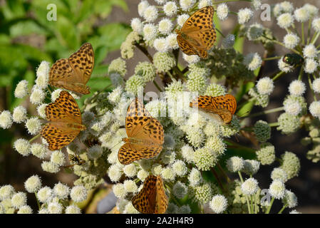 Gruppe von hohen Braunen Fritillary Schmetterlinge, Fabriciana adippe, die auf gemeinsamen Scharfkraut, Heracleum sphondylium Stockfoto