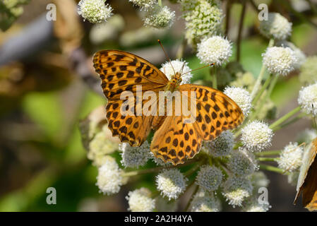 Einzelnen hoch Braun Fritillaryschmetterling, Fabriciana adippe, die auf gemeinsamen Scharfkraut, Heracleum sphondylium Stockfoto