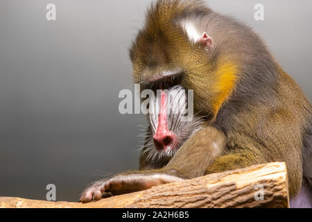 Eine Nahaufnahme von einem Affen mandrill sitzt auf einem Baum an einem warmen Sommertag Stockfoto