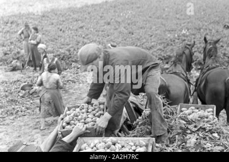 Eine Regenanlage im landwirtschaftlichen Einsatz bei einem Kartoffelacker, Deutschland 1930er Jahre. Eine Sprinkleranlage in der landwirtschaftlichen Nutzung in einem Kartoffelfeld, Deutschland 1930. Stockfoto