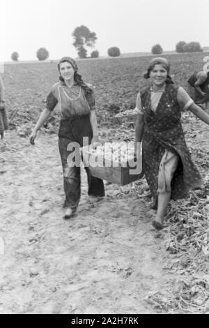 Eine Regenanlage im landwirtschaftlichen Einsatz bei einem Kartoffelacker, Deutschland 1930er Jahre. Eine Sprinkleranlage in der landwirtschaftlichen Nutzung in einem Kartoffelfeld, Deutschland 1930. Stockfoto