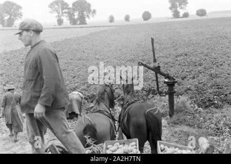 Eine Regenanlage im landwirtschaftlichen Einsatz bei einem Kartoffelacker, Deutschland 1930er Jahre. Eine Sprinkleranlage in der landwirtschaftlichen Nutzung in einem Kartoffelfeld, Deutschland 1930. Stockfoto