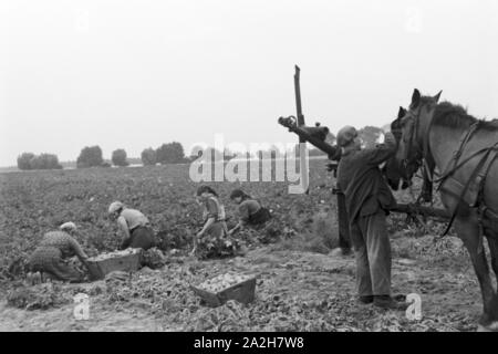 Eine Regenanlage im landwirtschaftlichen Einsatz bei einem Kartoffelacker, Deutschland 1930er Jahre. Eine Sprinkleranlage in der landwirtschaftlichen Nutzung in einem Kartoffelfeld, Deutschland 1930. Stockfoto