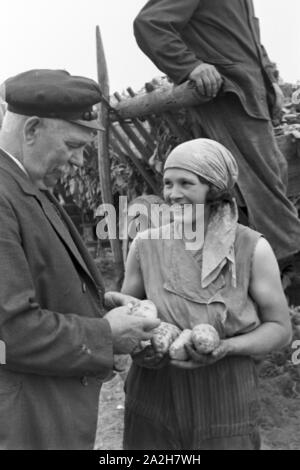 Eine Regenanlage im landwirtschaftlichen Einsatz bei einem Kartoffelacker, Deutschland 1930er Jahre. Eine Sprinkleranlage in der landwirtschaftlichen Nutzung in einem Kartoffelfeld, Deutschland 1930. Stockfoto