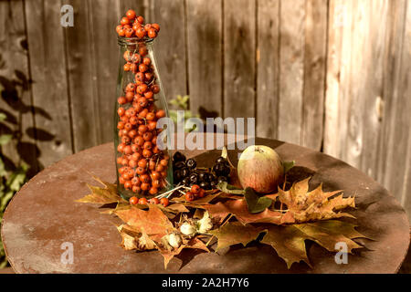 Herbst noch leben. Alte Metall Tabelle sind: Trauben von Red Mountain Ash in einer Glasflasche, reifer Apfel, frisch Haselnüsse, Black Mountain Ash und schöne m Stockfoto