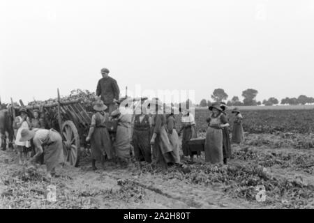 Eine Regenanlage im landwirtschaftlichen Einsatz bei einem Kartoffelacker, Deutschland 1930er Jahre. Eine Sprinkleranlage in der landwirtschaftlichen Nutzung in einem Kartoffelfeld, Deutschland 1930. Stockfoto