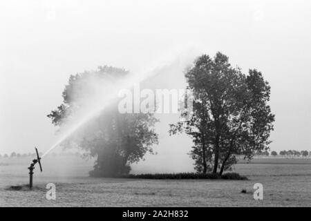 Eine Regenanlage im landwirtschaftlichen Einsatz bei einem Kartoffelacker, Deutschland 1930er Jahre. Eine Sprinkleranlage in der landwirtschaftlichen Nutzung in einem Kartoffelfeld, Deutschland 1930. Stockfoto