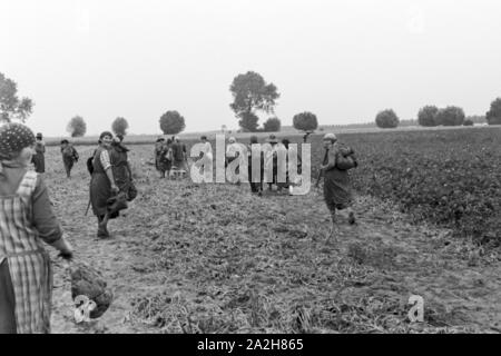 Eine Regenanlage im landwirtschaftlichen Einsatz bei einem Kartoffelacker, Deutschland 1930er Jahre. Eine Sprinkleranlage in der landwirtschaftlichen Nutzung in einem Kartoffelfeld, Deutschland 1930. Stockfoto