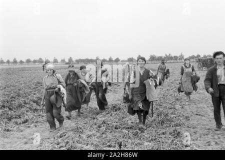 Eine Regenanlage im landwirtschaftlichen Einsatz bei einem Kartoffelacker, Deutschland 1930er Jahre. Eine Sprinkleranlage in der landwirtschaftlichen Nutzung in einem Kartoffelfeld, Deutschland 1930. Stockfoto