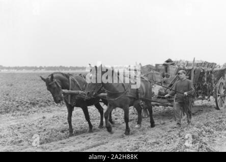 Eine Regenanlage im landwirtschaftlichen Einsatz bei einem Kartoffelacker, Deutschland 1930er Jahre. Eine Sprinkleranlage in der landwirtschaftlichen Nutzung in einem Kartoffelfeld, Deutschland 1930. Stockfoto