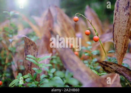 Orange-rote Beeren giftig Maiglöckchen (Convallaria majalis) in den Wald. Close-up. Stockfoto