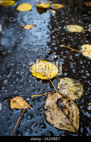 Schöne gefallen, gelbe Blätter liegen auf dem nassen Asphalt nach dem Regen. Close-up. Stockfoto
