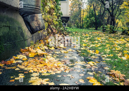 Gefallen, gelbe Blätter liegen unter dem abflussrohr nach dem Regen und auf den Rasen im Innenhof der Brick House. Stockfoto