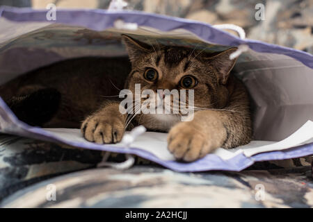 Süße flauschige Katze British Golden Chinchilla spielerisch getickt Hid in Geschenkpapier Beutel. Stockfoto