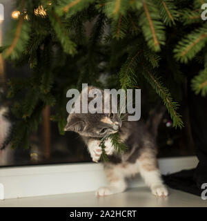 Eine süße kleine verspielte Katze sitzt auf der Fensterbank in der Nähe der Fenster und zieht den tannenzweigen in den Mund. Stockfoto