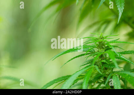 Cannabis Bush hautnah. Drogen oder medizinisches Marihuana. Kopieren Sie Platz für Text Stockfoto
