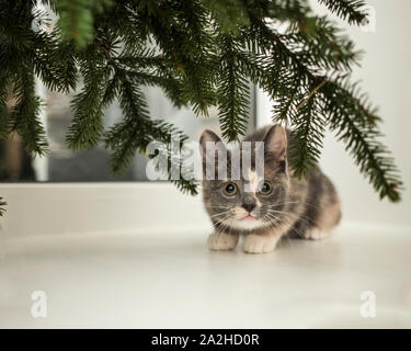 Süße kleine verspielte Katze sitzt auf dem Fensterbrett am Fenster unter den Zweigen Fichte. Stockfoto