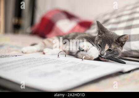 Ein nettes, lustiges 3-farbigen Kätzchen liegt auf einem Notebook und Kaut ein Bleistift. Stockfoto