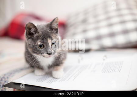 Lustig, cute kitten Trikolore mit einem cleveren Blick sitzen auf dem Notebook. Stockfoto