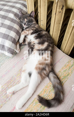 Charmante süße Katze schläft mit seinen Kopf auf das weiche Kissen neben dem warmen Kühler. Stockfoto