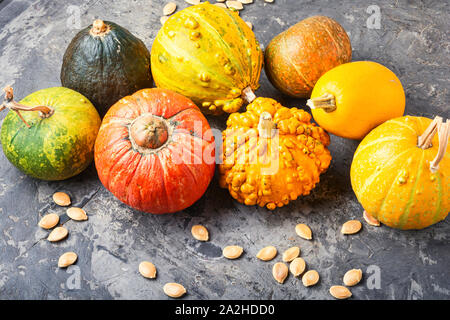 Satz von Herbst Kürbisse. Herbst Symbol. Sortiment mini Kürbis Stockfoto