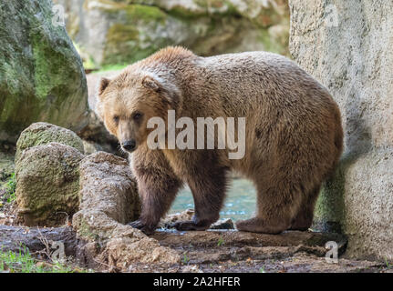 Rom (Italien) - Die Tiere der Biopark, eine staatliche und öffentliche zoologische Park im Herzen von Rom, in der Villa Borghese. Stockfoto