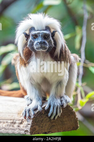 Rom (Italien) - Die Tiere der Biopark, eine staatliche und öffentliche zoologische Park im Herzen von Rom, in der Villa Borghese. Stockfoto