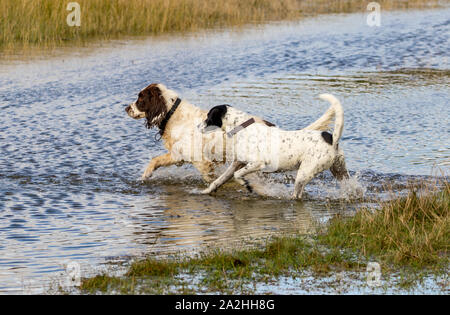 Hunde genießen die überfluteten Fluss Bereichen Cuckmere Haven, East Sussex, Großbritannien Stockfoto