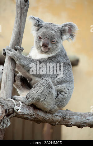 Captive koala phascolarctos cinereus, sitzen auf einem Baum Stockfoto