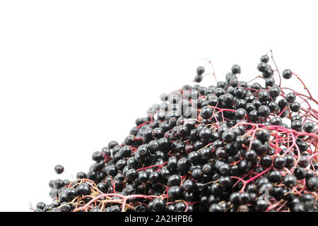 Holunderbeeren, Frucht der Holunder, Sambucus nigra, die von älteren Bäumen entlang Wanderwege verwendet werden, Sirup, um wachsende hat. Große Stockfoto