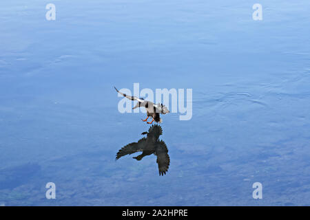 Schönen wilden Ente Landung auf einem See klares Wasser/Tier und Pflanzenwelt Natur Fotografie Stockfoto