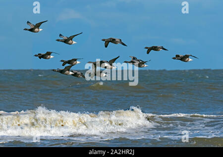 Ringelgänse Branta bernicla Herde im Flug über der Nordsee bei RSPB Reservat Titchwell Norfolk Stockfoto