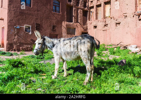 Esel vor der Roten adobe Häuser, Dorf Abyaneh, Provinz Esfahan, Iran Stockfoto