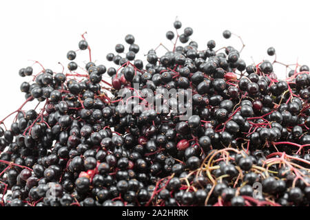 Holunderbeeren, Frucht der Holunder, Sambucus nigra, die von älteren Bäumen entlang Wanderwege verwendet werden, Sirup, um wachsende hat. Große Stockfoto