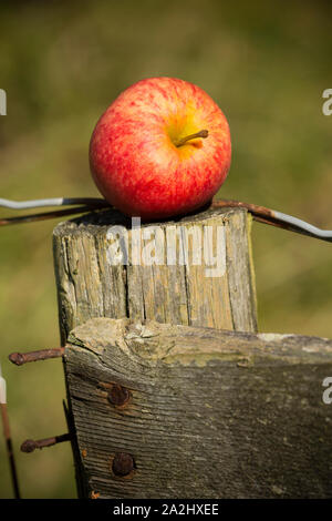 Ein windschlag Apple, der von einem privaten Obstgarten im September gesammelt wurden und auf einem alten fencepost. Lancashire England UK GB Stockfoto