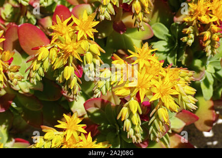 Sedum palmeri Werk in blühenden, Detail der Blumen Stockfoto