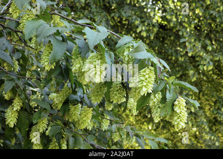 Europäische hop hornbeam, Samen und Blätter, Ostrya carpinifolia Stockfoto