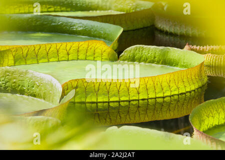 Detailansicht der riesigen schwimmenden Lilly pad Blätter der Victoria Regia im Regenwald Stockfoto