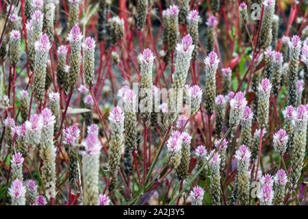 Celosia huttonii Stockfoto