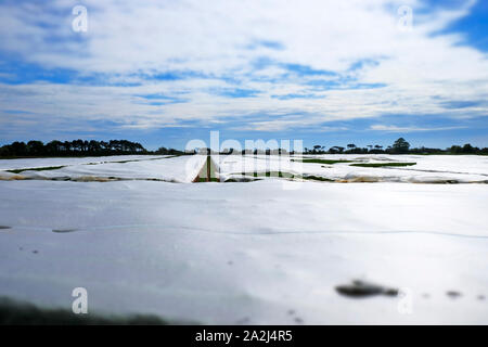 Kartoffel-Anbau unter Vlies Stockfoto