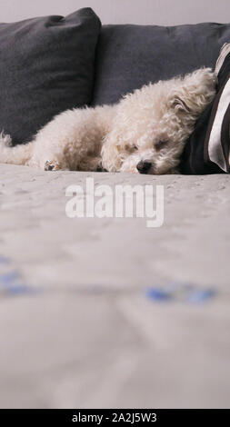 Bichon Frise Hund schlafen auf einem Kissen aus einem Bett Stockfoto