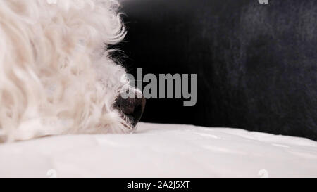 Closeup Profil der Bichon Frise im Bett Stockfoto