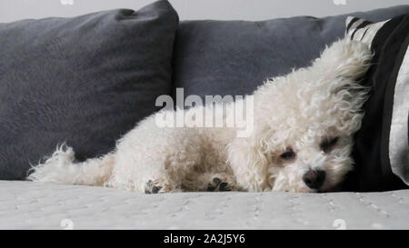 Bichon Frise Hund schlafen auf einem Kissen aus einem Bett Stockfoto