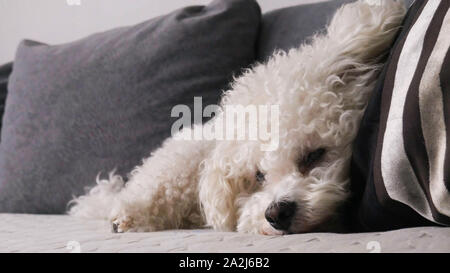 Bichon Frise Hund schlafen auf einem Kissen aus einem Bett Stockfoto