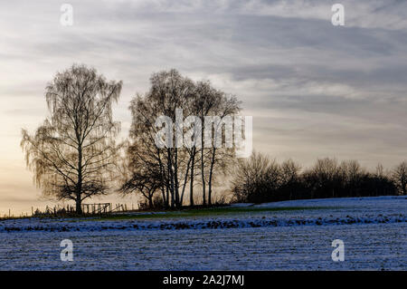 Birken auf einem Hügel bei Erbach im Odenwald, Kreis Odenwald, Hessen, Deutschland Stockfoto