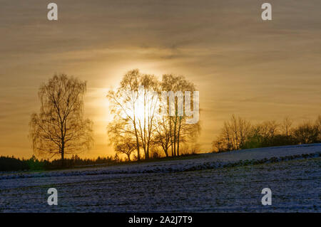 Birken auf einem Hügel bei Erbach im Odenwald, Kreis Odenwald, Hessen, Deutschland Stockfoto