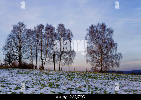 Birken auf einem Hügel bei Erbach im Odenwald, Kreis Odenwald, Hessen, Deutschland Stockfoto