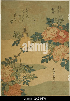 Bush Warbler und Rose (Kocho, Bara), von einer unbetitelten Serie von Blumen und Vögel, C. 1834, Katsushika Hokusai 葛飾 北斎, Japanisch, 1760-1849, Japan, Farbe holzschnitt, chuban, 10 x 7 1/2 in. Stockfoto