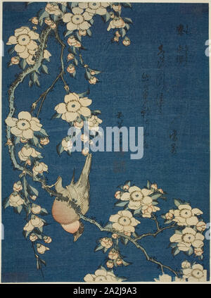 Dompfaff und weinend Kirsche (Uso, shidarezakura), von einer unbetitelten Serie von Blumen und Vögel, C. 1834, Katsushika Hokusai 葛飾 北斎, Japanisch, 1760-1849, Japan, Farbe holzschnitt, chuban, 10 x 7 1/2 in. Stockfoto